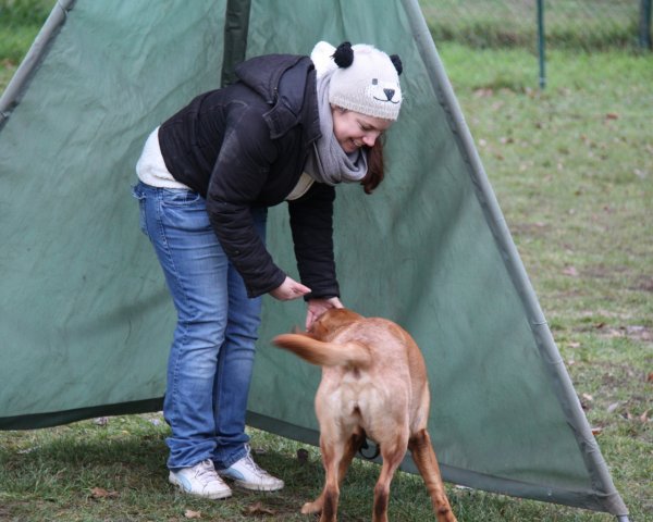 JahresabschlussWelpenJunghunde2019